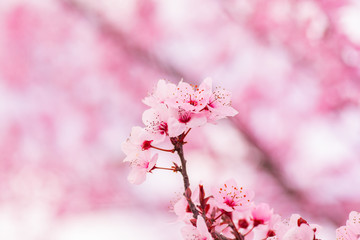 Sakura cherry blossom flower tree spring