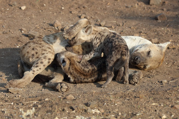 Tüpfelhyäne / Spotted Hyaena / Crocuta crocuta.