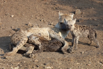 Tüpfelhyäne / Spotted Hyaena / Crocuta crocuta.