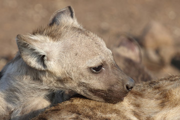 Tüpfelhyäne / Spotted Hyaena / Crocuta crocuta.