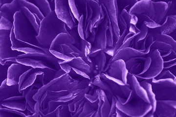 Blooming rose flower close up in the garden