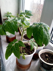 Tomato seedlings grown in a glass on the windowsill in the spring