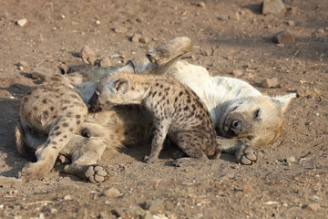 Tüpfelhyäne / Spotted Hyaena / Crocuta crocuta.