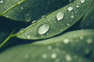 Drops of transparent rain water on a green leaf close up. Beautiful nature background.