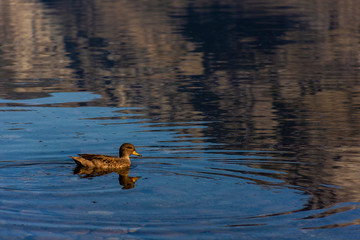 Scene view of a duck swimming in Epuyen Lake, Puerto Patriada, Patagonia, Argentina