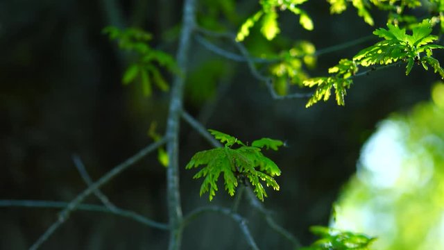 Quercus robur, commonly known as pedunculate oak or English oak, OAK - ROBLE ALBAR, Cantabrian Sea, Liendo, Cantabria, Spain, Europe
