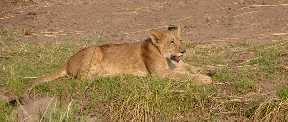Lion cub at the Lion Encounter is an active conservation program that is passionate about ensuring...