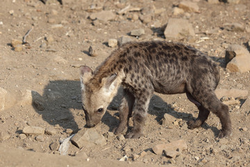Obraz premium Tüpfelhyäne / Spotted Hyaena / Crocuta crocuta.