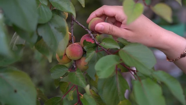 Close up of ripe apricots on a branch on apricot tree in a fruit garden, orchard