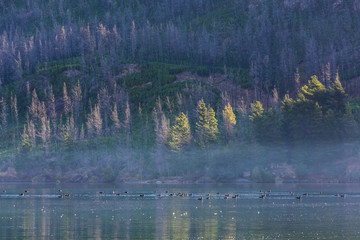 Obraz premium Flock of ducks swimming at Epuyen lake against Andes mountains in Puerto Patriada, Patagonia, Argentina