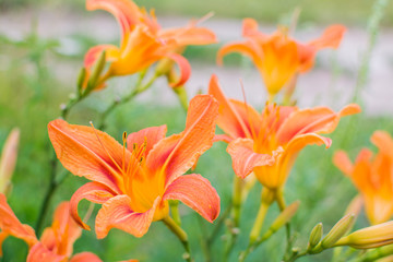 Fototapeta na wymiar Beautiful orange lilies blooming in the summer garden.