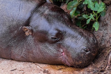 a pygmy hippo resting in its enclosure