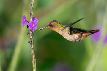 A female Tufted Coquette feeds on Vervein flower in a garden.