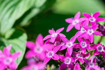Pink pentas flower, star flower