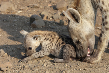 Tüpfelhyäne / Spotted Hyaena / Crocuta crocuta.