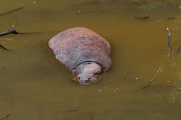 a pygmy hippo resting in its enclosure