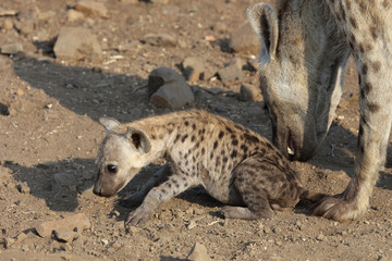 Tüpfelhyäne / Spotted Hyaena / Crocuta crocuta.