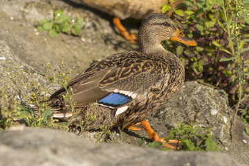 Canard