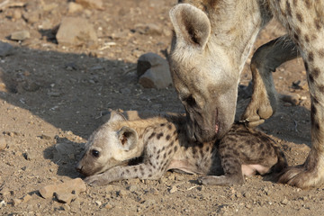 Tüpfelhyäne / Spotted Hyaena / Crocuta crocuta.