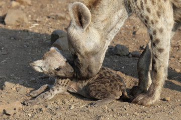 Fototapeta premium Tüpfelhyäne / Spotted Hyaena / Crocuta crocuta.
