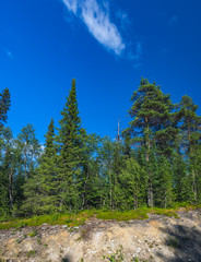 Mixed coniferous forest under the blue sky in summer, Kiruna municipality, Norrbotten, Sweden.