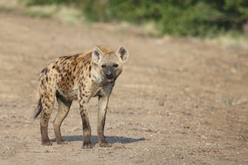 Tüpfelhyäne / Spotted hyaena / Crocuta crocuta