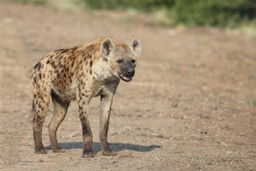 Tüpfelhyäne / Spotted hyaena / Crocuta crocuta