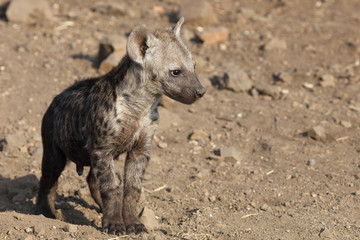 Tüpfelhyäne / Spotted Hyaena / Crocuta crocuta.