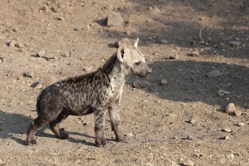 Tüpfelhyäne / Spotted Hyaena / Crocuta crocuta.