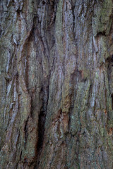 Large Conifer Tree Bark Close Up View