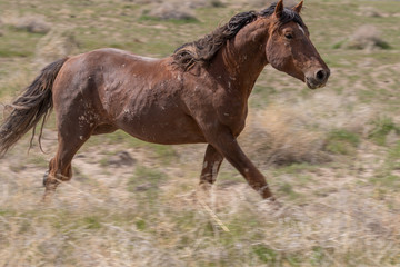 Fototapeta premium Wild Horse in the Utah Desert in Summer