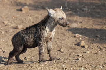 Fototapeta premium Tüpfelhyäne / Spotted Hyaena / Crocuta crocuta.