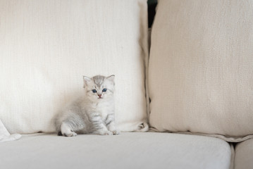 Fototapeta na wymiar Cute kitten in home