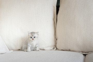Fototapeta na wymiar Cute kitten in home
