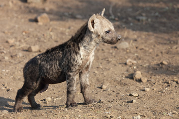 Tüpfelhyäne / Spotted Hyaena / Crocuta crocuta.