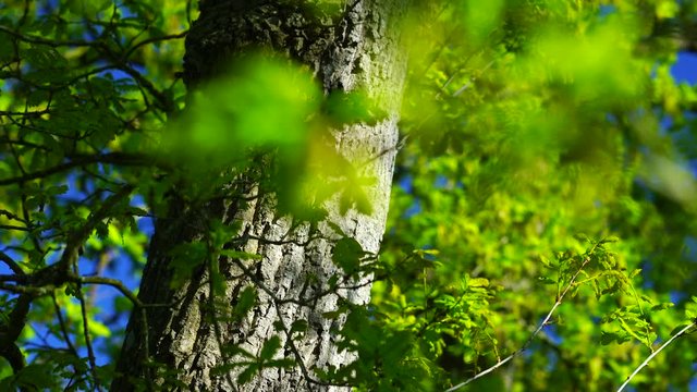 Quercus robur, commonly known as pedunculate oak or English oak, OAK - ROBLE ALBAR, Cantabrian Sea, Liendo, Cantabria, Spain, Europe