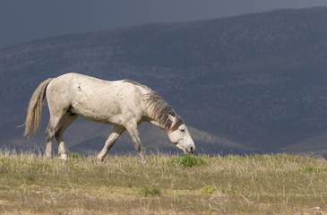 Obraz premium Wild Horse in the Utah Desert in Summer