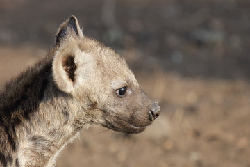 Tüpfelhyäne / Spotted Hyaena / Crocuta crocuta.