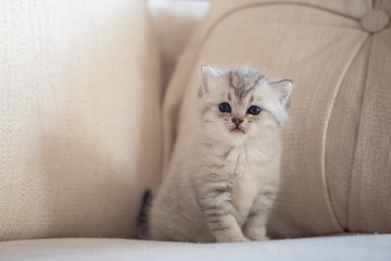 Fototapeta na wymiar Cute lonely kitten