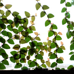 Fototapeta na wymiar green leafs frame background
