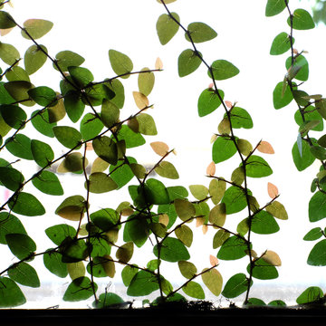 green leafs frame background © watink