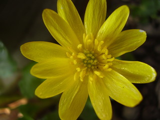 Yellow flower in the garden