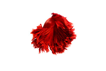 red  color of Siamese fighting fish betta Thailand fish movement on white background