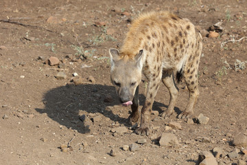 Tüpfelhyäne / Spotted hyaena / Crocuta crocuta