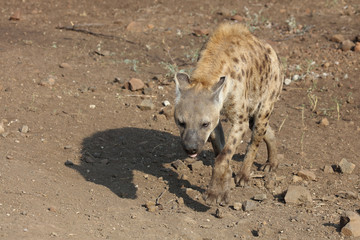 Tüpfelhyäne / Spotted hyaena / Crocuta crocuta