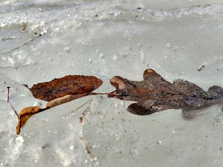 Obraz premium Fallen leaves frozen in ice