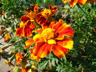 Orange flower in the garden