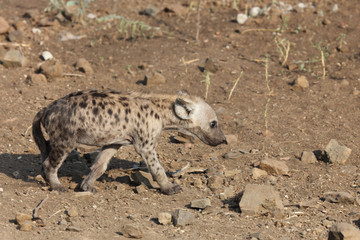 Tüpfelhyäne / Spotted Hyaena / Crocuta crocuta.