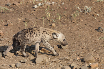 Tüpfelhyäne / Spotted Hyaena / Crocuta crocuta.