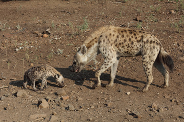 Tüpfelhyäne / Spotted Hyaena / Crocuta crocuta.